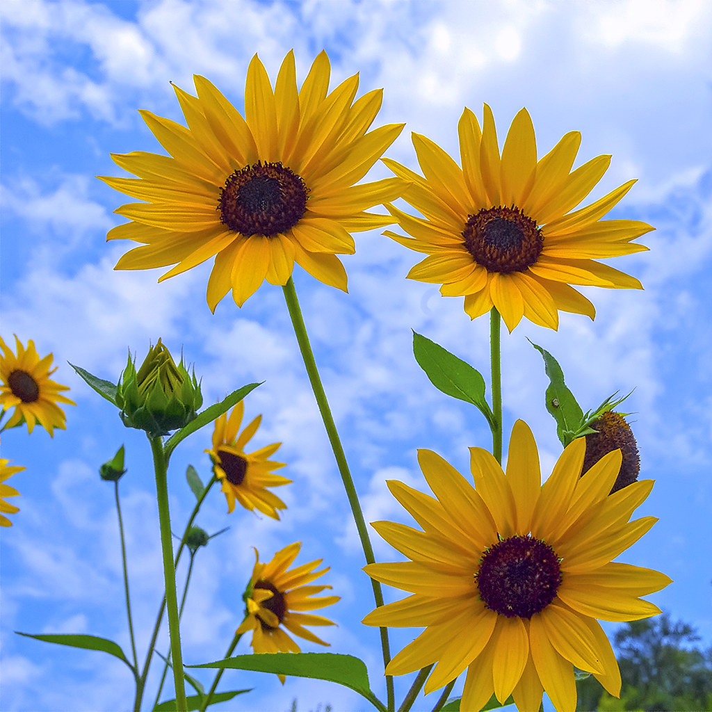 Wild Sunflowers - C95-7-11-08_13780 by Cap001 - Dan