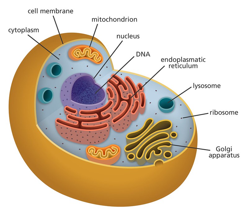 Animal cell diagram | llustration showing the structures of … | Flickr