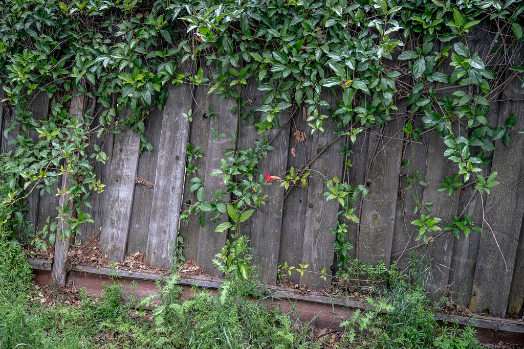 Fence withFlowers