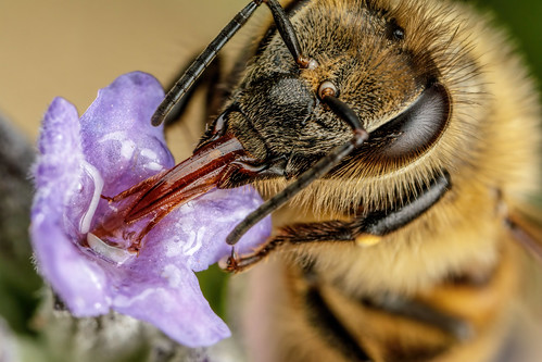 Feeding Honeybee VIII