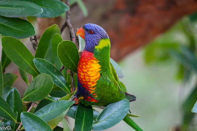 Lively Lorikeet in our garden