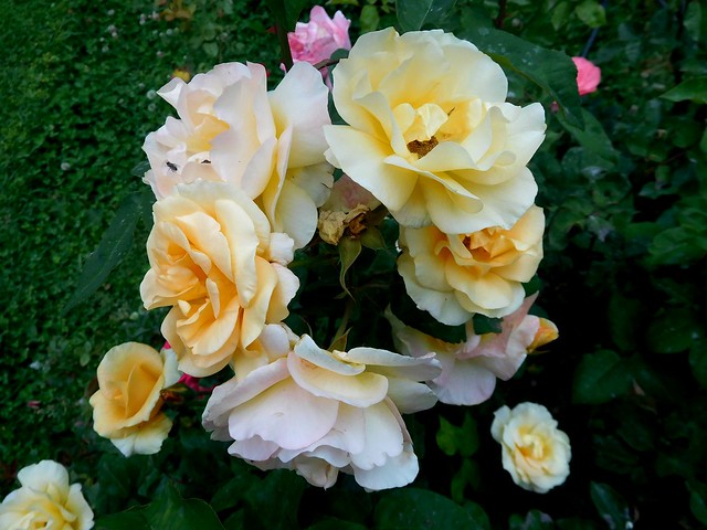 2222-White & Yellow roses of Peristeri