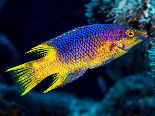 bodianus labridae rufus scuba diving tropical reef fish underwater macro macrophotography sea ocean holidays vacation summer sun beach relaxation coral fauna wildlife wild colorful geotagged science scientific name taxonomy travel sustainable ecotourism life aquatic beauty beautiful planet earth mother nature animal closeup biology id identification maritime souvenir living world favorite national geographic natural naturally landscape digital slr free padi fishporn rare saltwater turquoise blue conservancy dive quality escapade tourism scenery wet pixel wetpixel outside outdoors