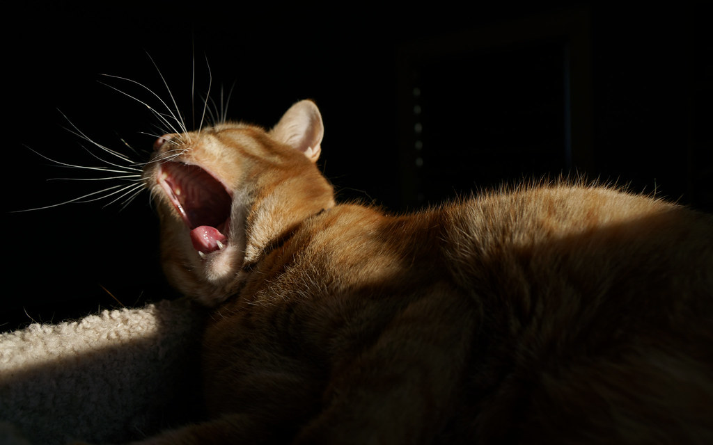 Our cat Sam, part in sun and part in shadow, yawns while atop the cat tree on March 19, 2018. Original: _DSC4492.ARW