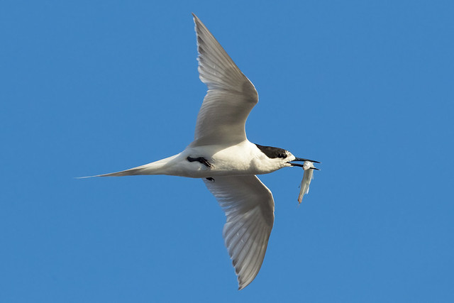 White-fronted Tern (Sterna striata)