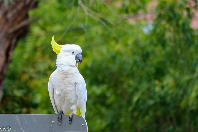 Yellow crested white  Cockatoo in our garden