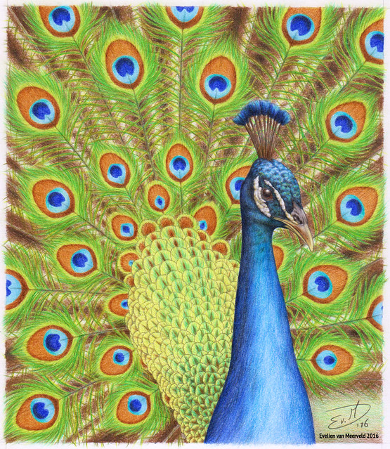 Peacock Drawing - Step By Step Tutorial - Cool Drawing Idea-saigonsouth.com.vn