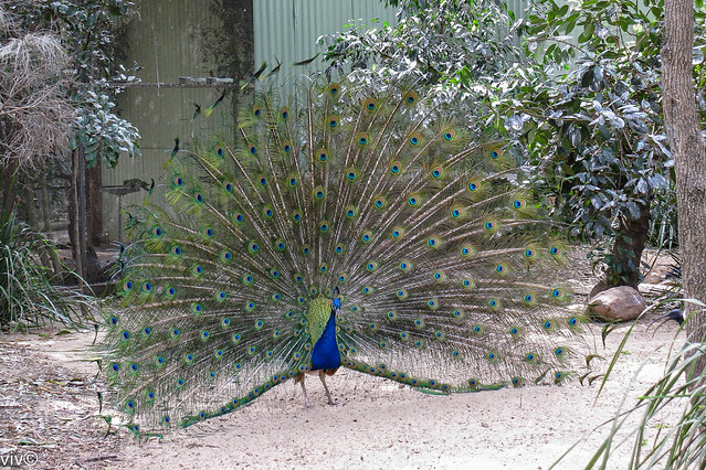Proud peacock colours