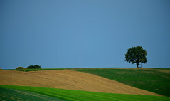 Priel - Lone Tree