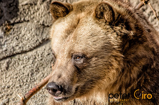 Brown Bear playing with a stick at the Cleveland Metropark Zoo