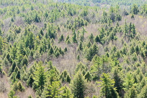 adirondacks trees color nature beautiful forest landscape photography photo spring woods colorful seasons places upstateny treetops landscapeorientation nikond800