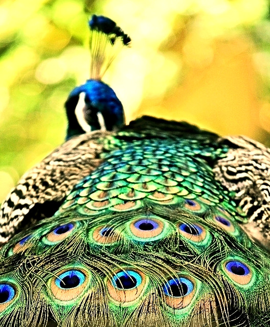 The Peeking Peacock