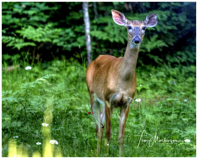 Curious Whitetail
