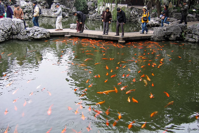 Lovely Koi fish galore at historic Yu (Happiness) garden, Shanghai, China