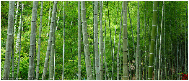 Bamboo grove in Jojako-ji temple gardens, Kyoto