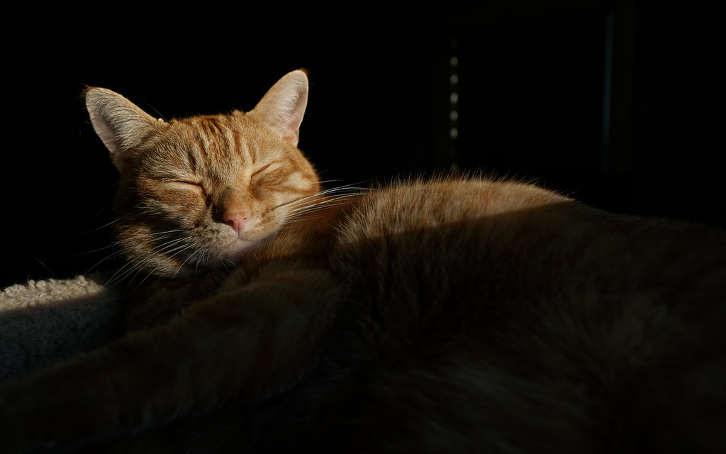 Evening sunlight falls across our cat Sam as he sleeps at the top of the cat tree on March 19, 2018. Original: _DSC4575.ARW