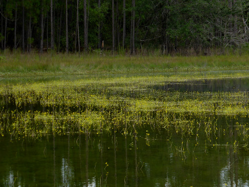compasslakeareapond jacksoncounty area yellow water summer carnivorous