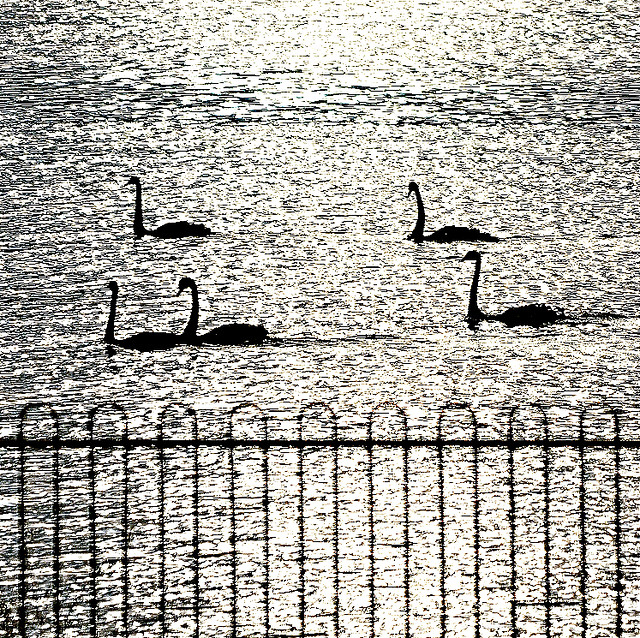 Silhouettes of swans swimming on the shimmering sea