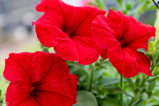 Bright red Petunias in our garden