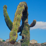 Cactus Erectus Dysfunction