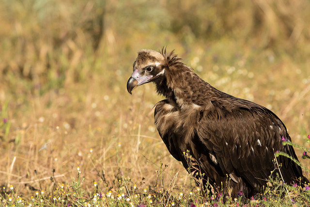 Black Vulture, Aegypius monchus