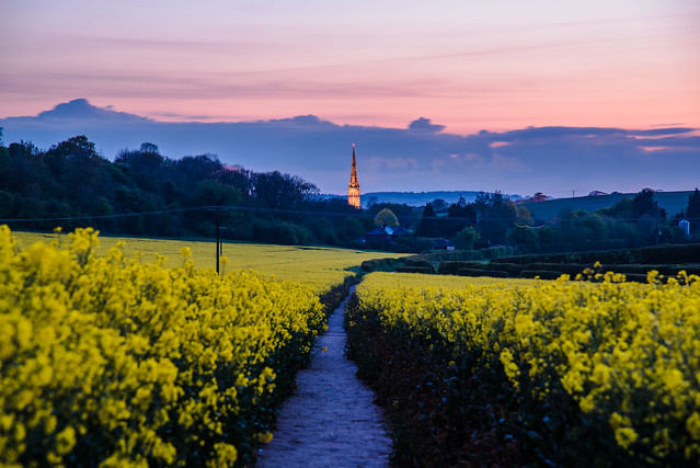 Salisbury Cathedral in spring from the Clarendon Estate II