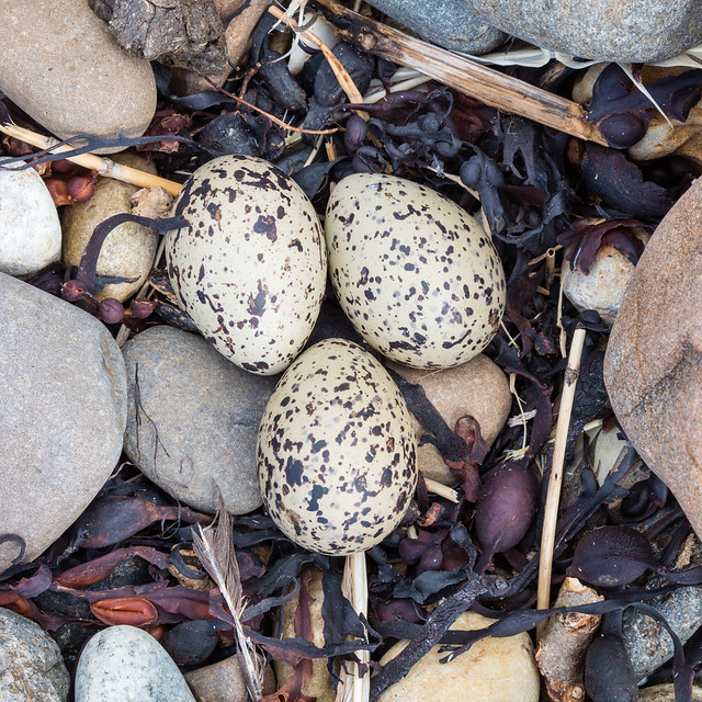 Oystercatcher Beach Nest