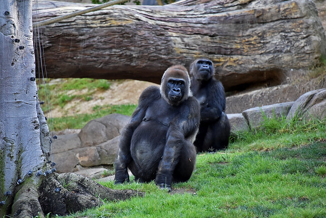 San Diego Safari Park Gorillas