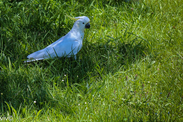 Cockatoo on food hunt