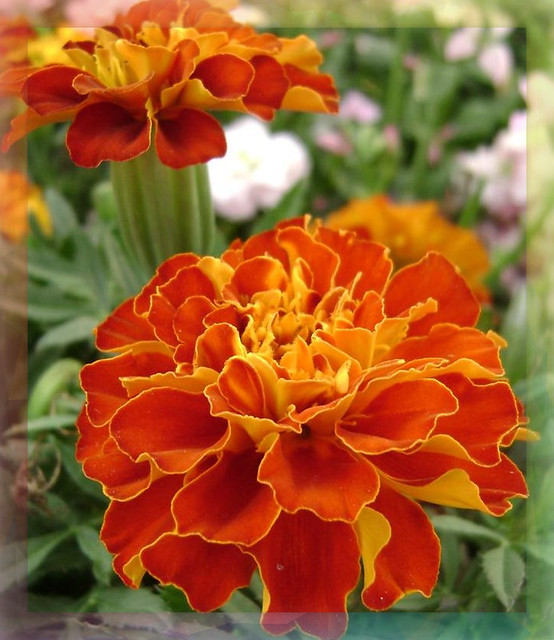 lovely orange marigolds