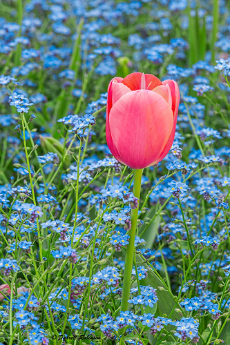adobe adobebridgecc adobelightroomcc adobephotoshopcc canon canonef70200mmf28lisllusmlens canoneos6d flowers forgetmenots pinktulip tulip foothills sierranevadafoothills sierrarange california nevadacounty anandavillage crystalhermitagegardens plants black blooms blossoms blue buds gray green landscape leaves outdoor pink red spring white yellow