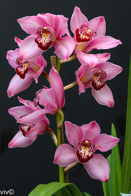 Pretty pink Cymbidium orchids in our garden