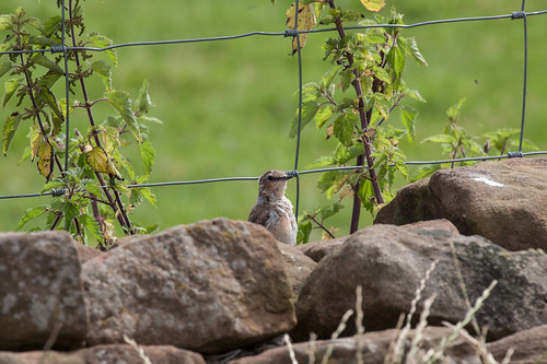 Wheatear | by Richard Carter