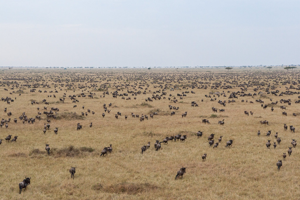 Great wildebeest migration, Masai Mara, Kenya