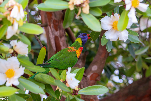 Lively Lorikeet at work in our garden