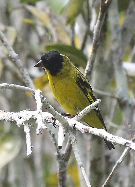 IMG_7860- olivaceous siskin