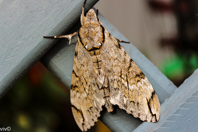 Striking Privet Hawk Moth in our garden