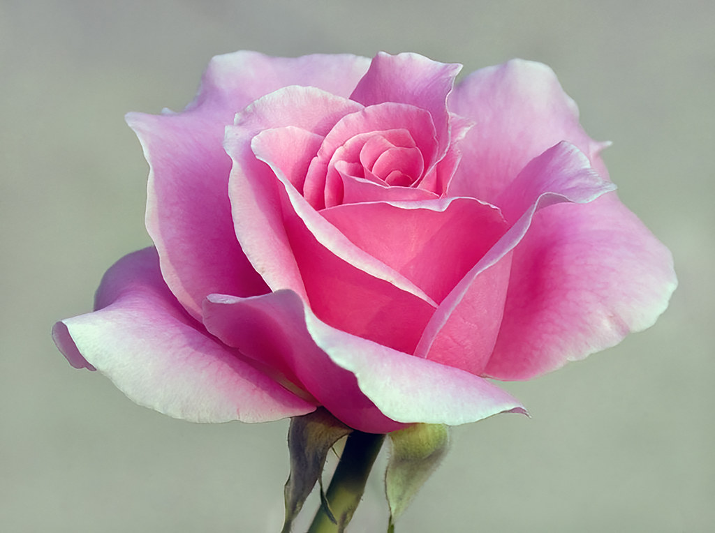 ぴんく　ろーずページ Pink Roses | Flickr