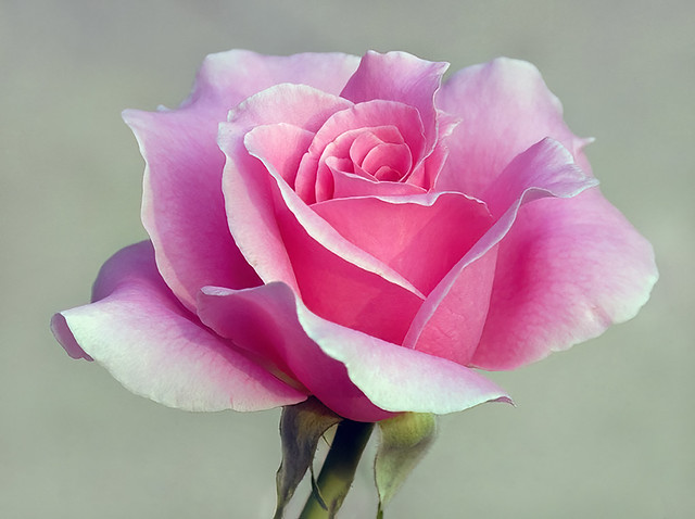 Bewitched Pink Rose