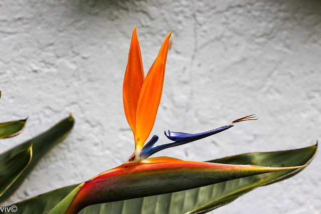 Colourful Bird of Paradise flower