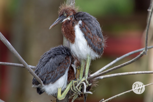Tricolored Heron Chicks Clinging to Toehold