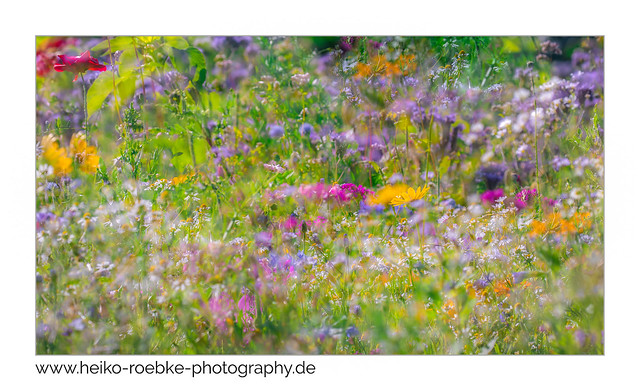 Wildblumen / wild flowers