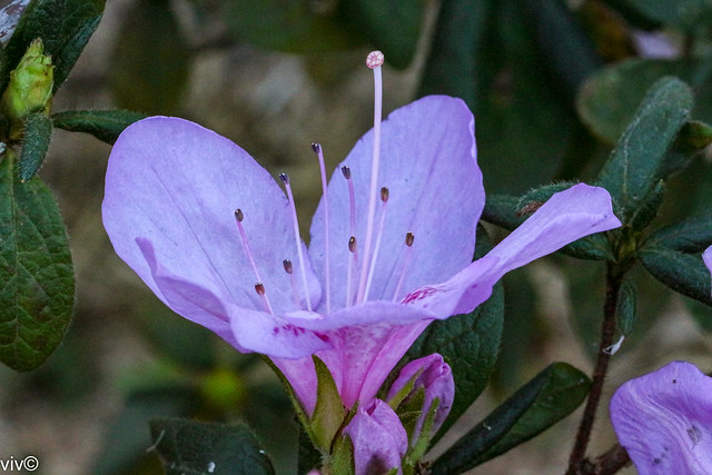 Purple Azelea in bloom