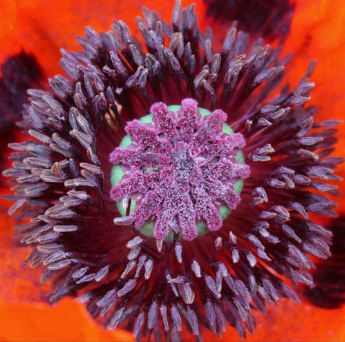 richmondcastle richmond england northyorkshire medieval englishheritage englishcastle english flower macro flowers closeupflower closeupflowers