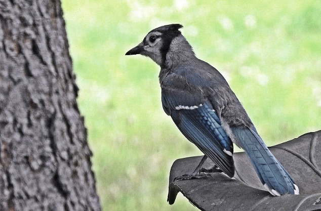 Blue Jay (Juvenile)