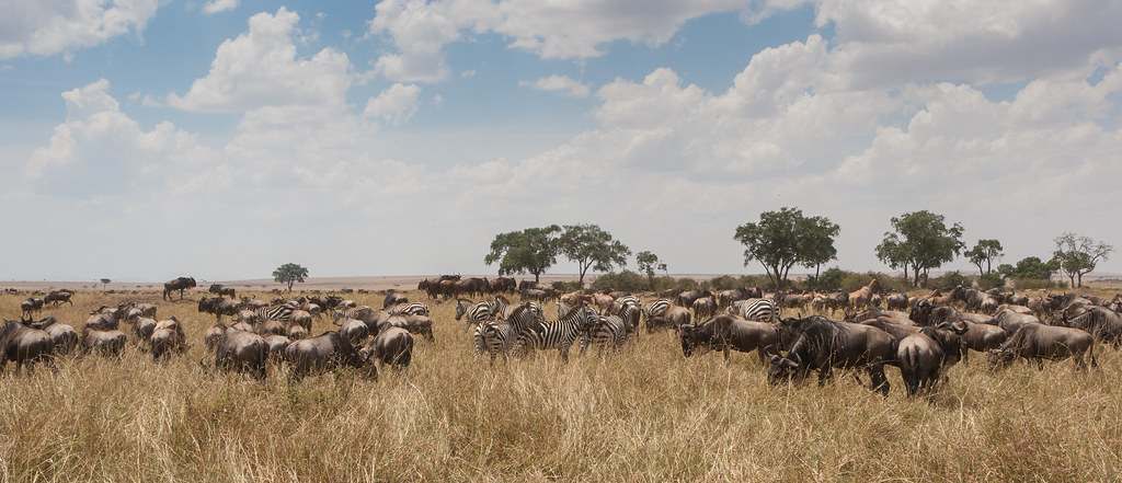 Wildebeest, zebras and topis. Masai Mara National Reserve, Kenya