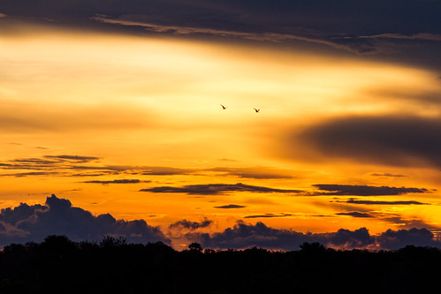 Sunset over Rufiji river. Selous game reserve, Tanzania by Free pictures for conservation! (> 4 M views), tanzania selous copyrightgregoiredubois sunset