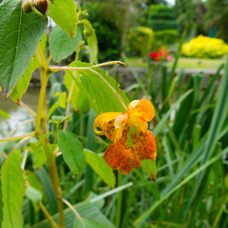 Orange himalayan balsam flowers, Stratford Canal, Wilmcote