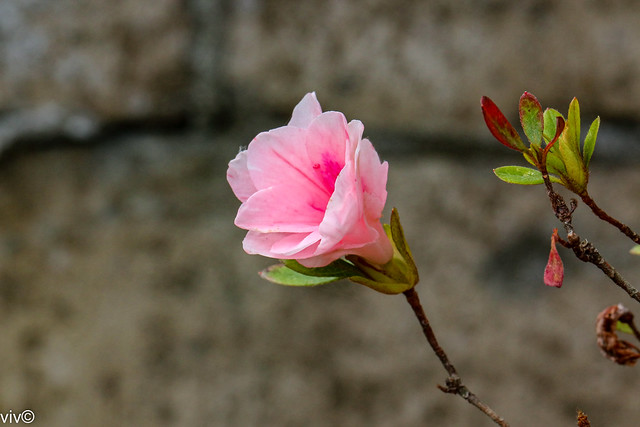 Pretty pink Azelea flower