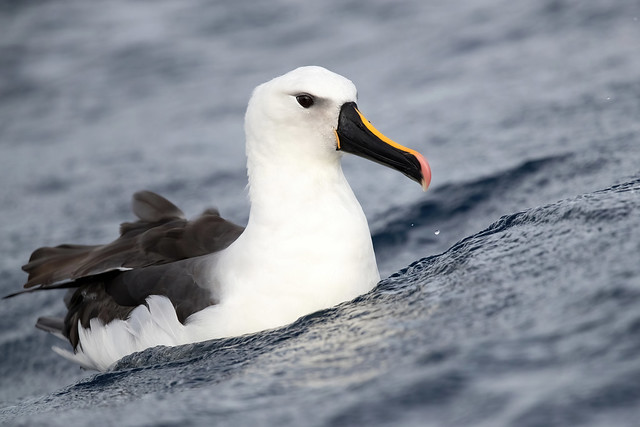 Indian Yellow-nosed Albatross (Thalassarche carteri)